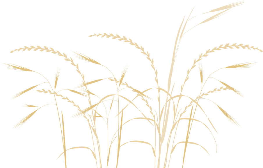 Phragmites (920x590), Png Download