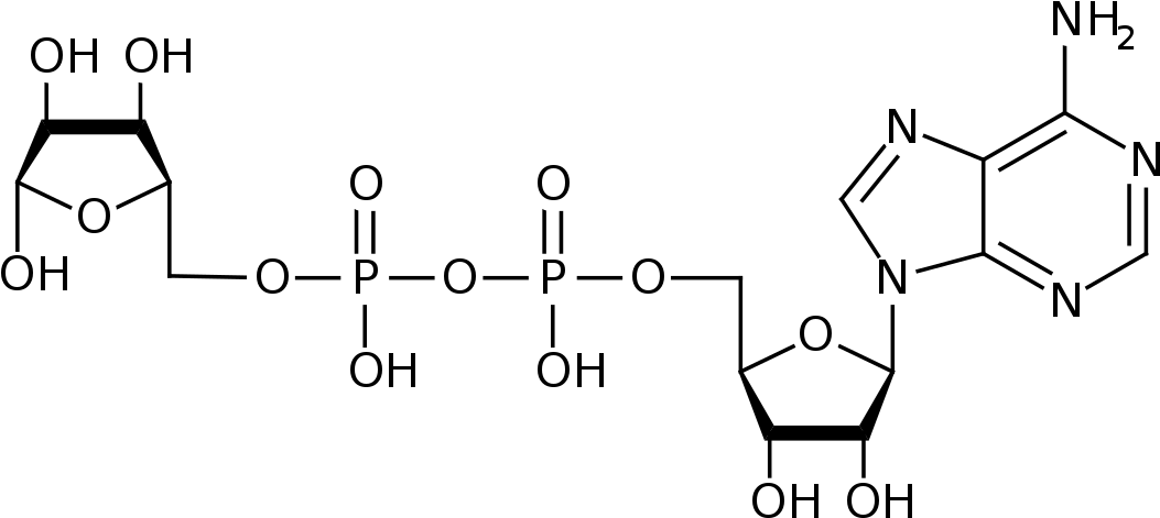 Adenosine Diphosphate (1200x585), Png Download