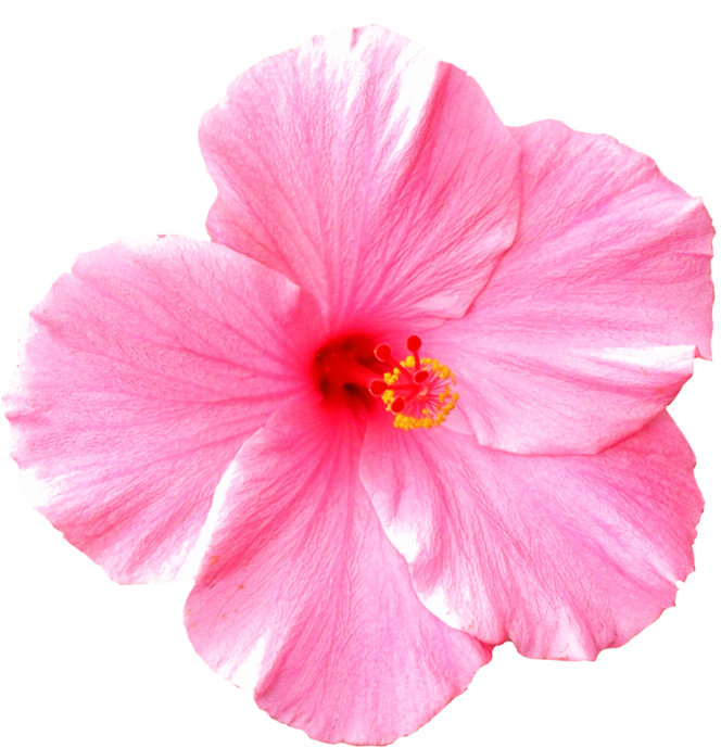 8 31 18 Daily Announcements - Hawaii Flower White Background (800x765), Png Download