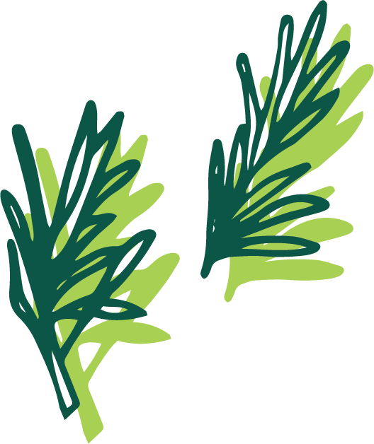 Rosemary - Portable Network Graphics (528x628), Png Download