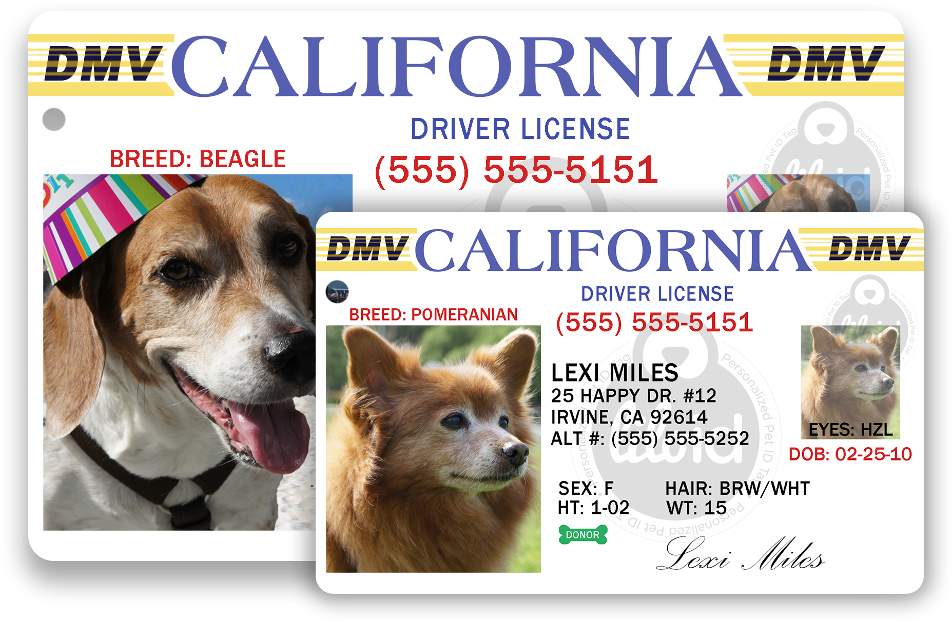 Lilo Id Sizes Available - Companion Dog (2018x1444), Png Download