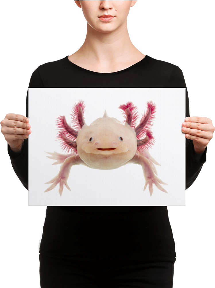 Axolotle Canvas - Black Mask Fawn French Bulldog Is Ready (1000x1000), Png Download