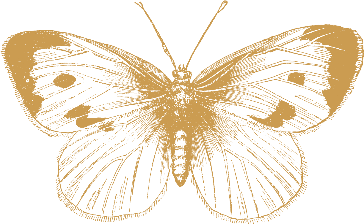 Columbia Bitters Company - Butterfly Black And White Illustration (1232x782), Png Download