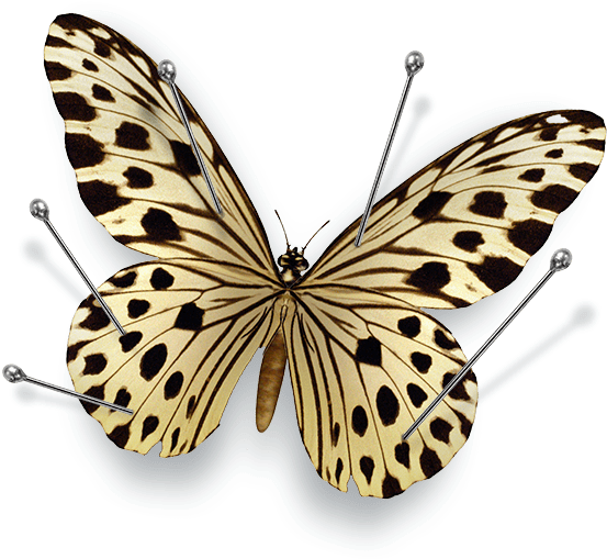 Search Butterfly - Schmetterlings-kindermaterial Postkarte (600x532), Png Download