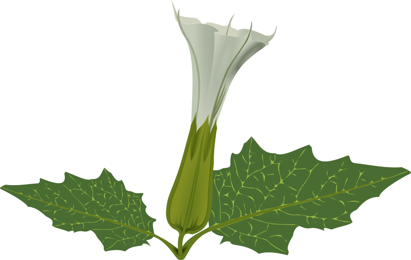 Stramonium Flower - Datura Clipart (800x507), Png Download