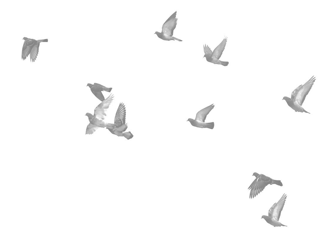 More Birds - Bild Glass (1113x841), Png Download