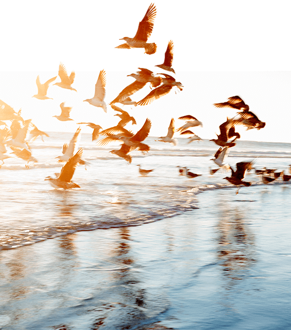 Birds (599x680), Png Download