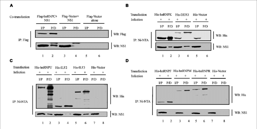 Pcdna Ns1 Was Co Transfected With Plasmid Encoding - Transfection (850x427), Png Download
