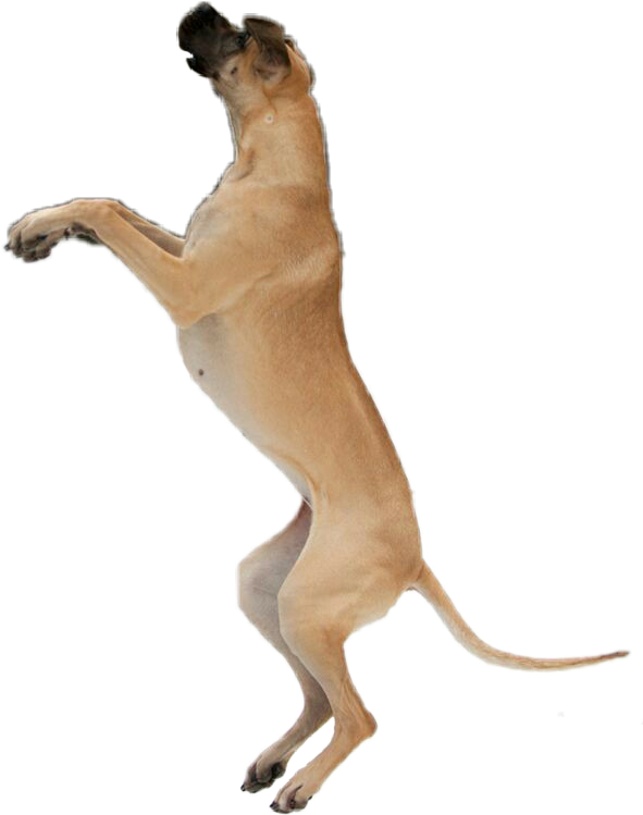 Report Abuse - Dog (590x775), Png Download