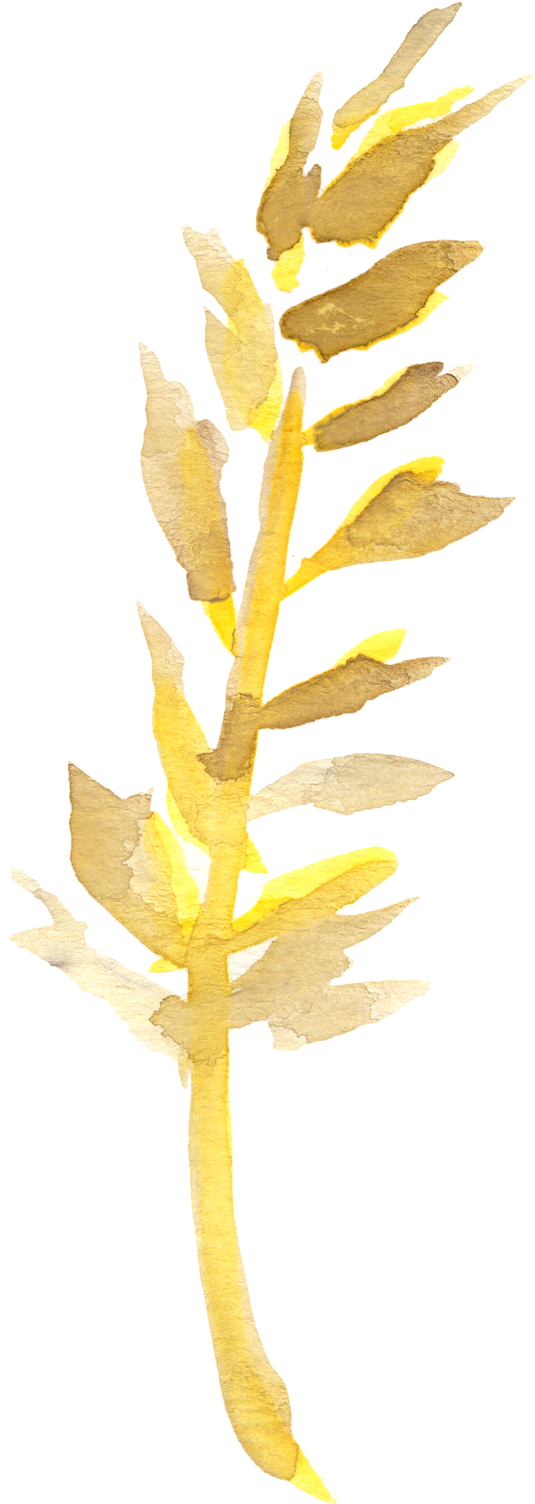 1 2 3 4 5 6 7 8 9 10 11 - Aletris (1230x3168), Png Download