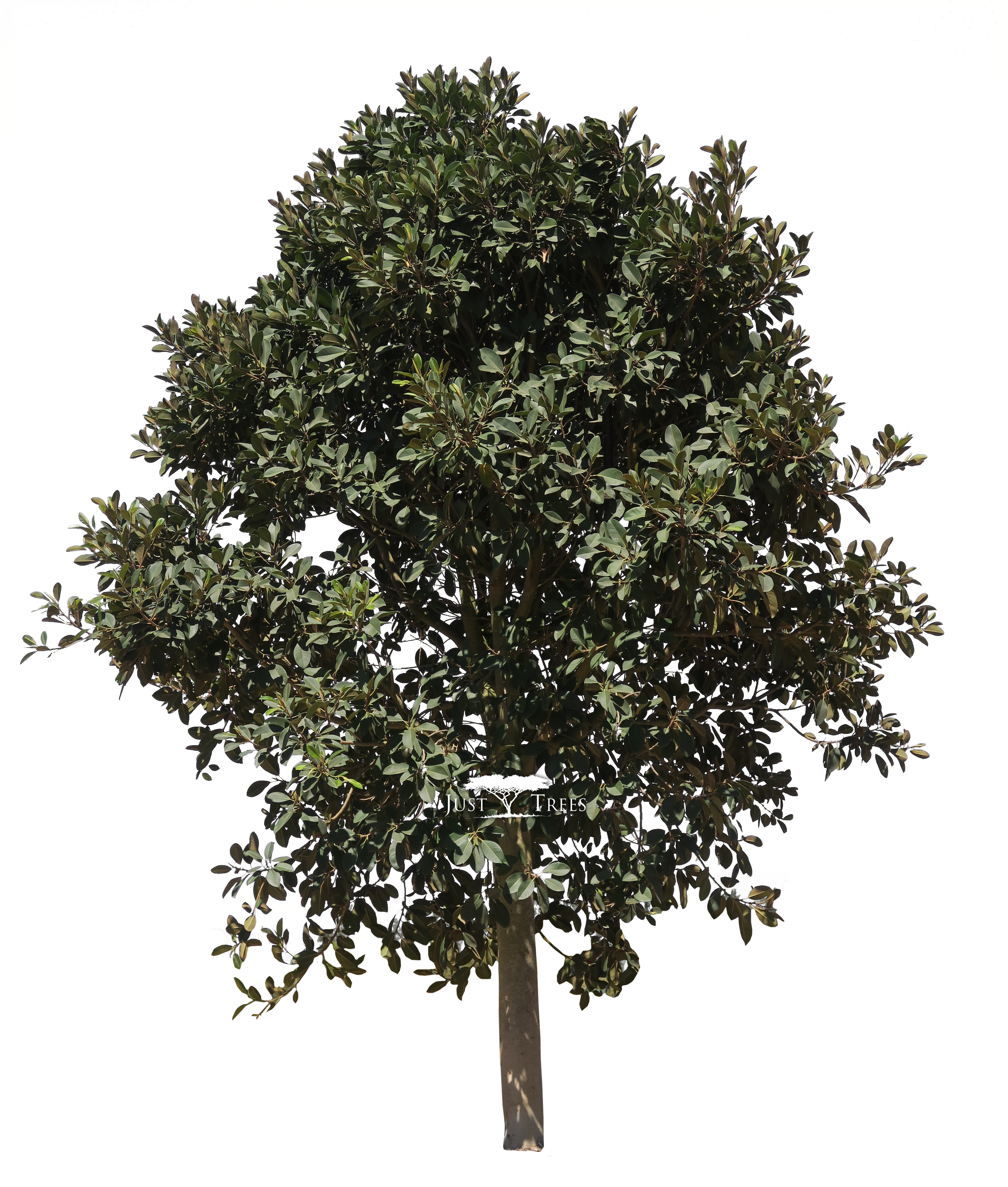 Download Ficus Rubiginosa Fig Tree Clip Art Full Size Png Image Pngkit