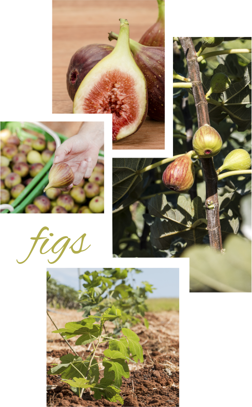 There Is Only One Commercial Variety Cultivated In - Cluster Fig Tree (491x793), Png Download
