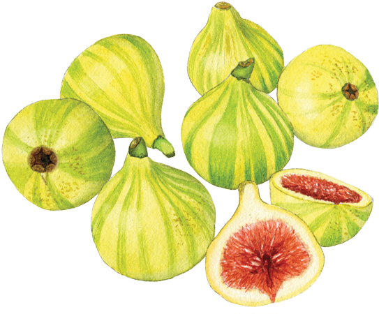 Candy Stripe Figs - Common Fig (560x457), Png Download