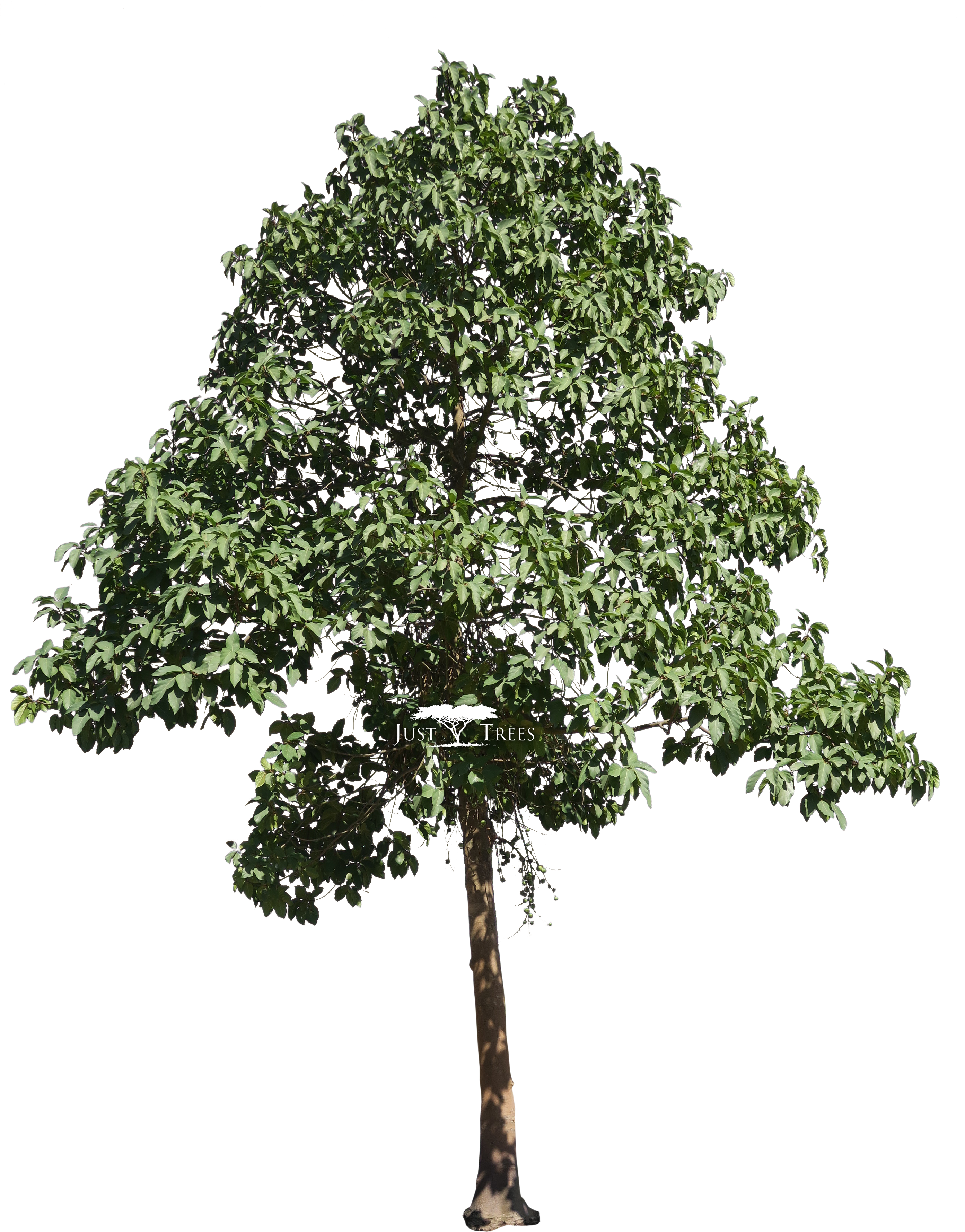 Download Ficus Sur Tree Transparent Full Size Png Image Pngkit