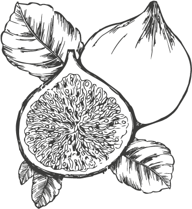 Fig Milk - Sketch (600x600), Png Download