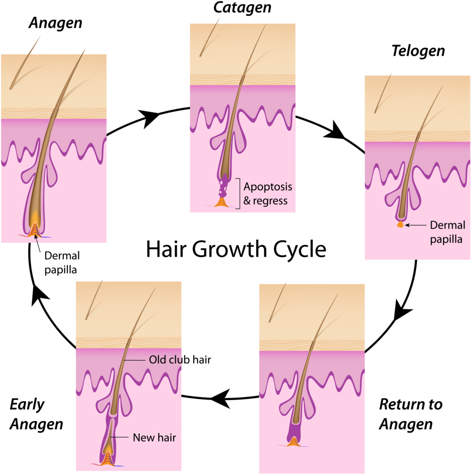 Hair Cycle - Long Does Your Hair Need (1000x1000), Png Download