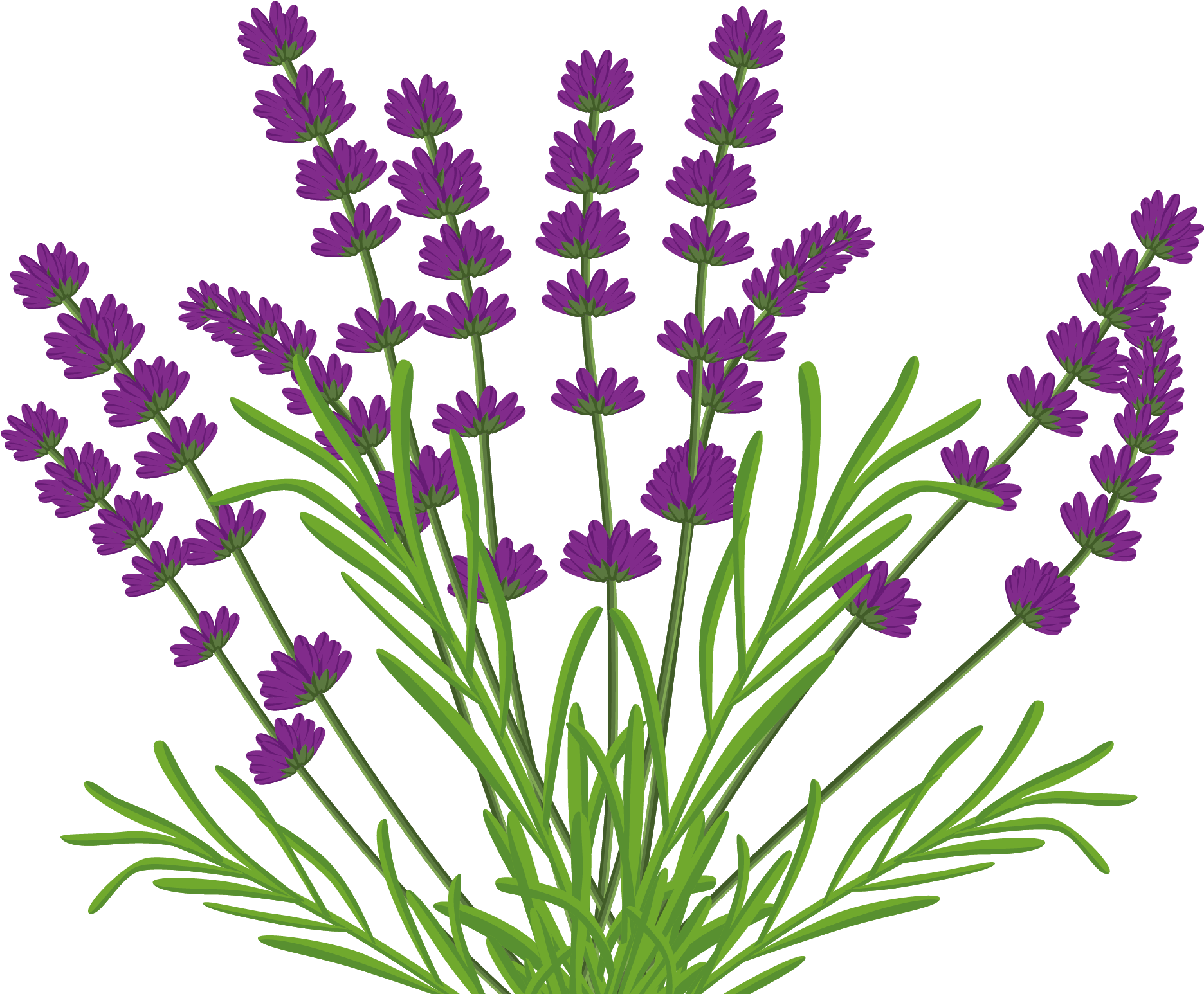 Lavender Bush Png By Kibblywibbly On Deviantart - Vector Lavender Bush (1871x1784), Png Download