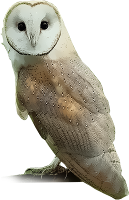 Common Barn-owl - Barn Owl Png (400x400), Png Download