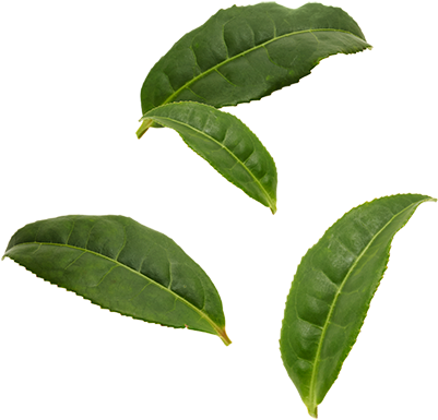 Organic Pu'er Tea Leaves - Black Tea Leaf Png (400x400), Png Download