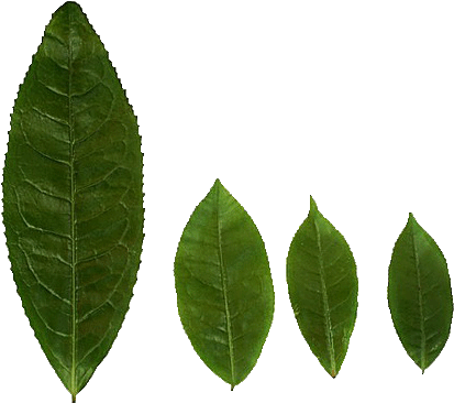 White Walnut (450x400), Png Download