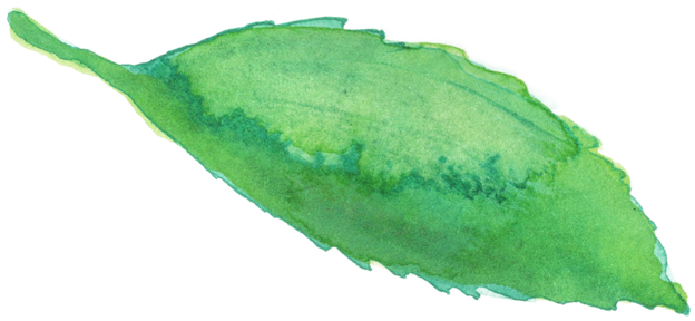 Shop Tea - West Indian Gherkin (695x539), Png Download