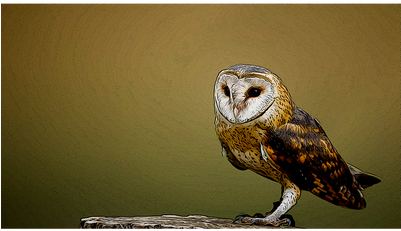 Barn Owl (400x400), Png Download