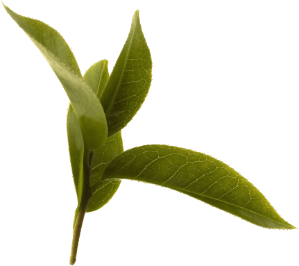Green Tea Leaf (474x500), Png Download