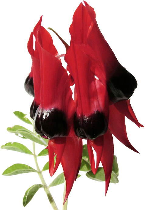 Sturts Desert Pea - Garden Roses (565x754), Png Download