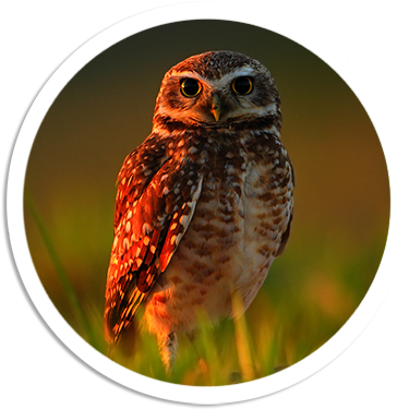 Owl Png Picture - Burrowing Owl (400x397), Png Download