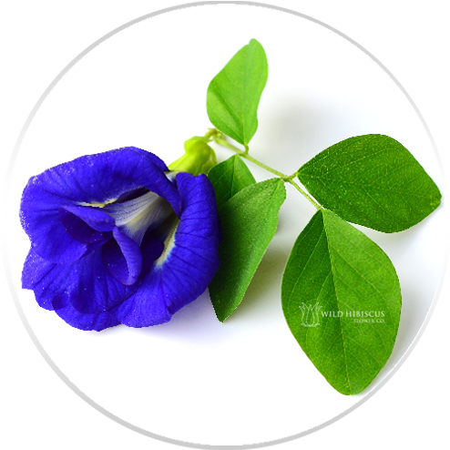 Butterfly Pea Flowers Dried Whole - Butterfly Pea Flower (499x500), Png Download