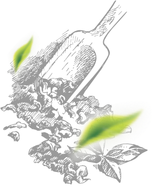 We Begin From Selecting The Finest Tea Leaves - Illustration (400x388), Png Download