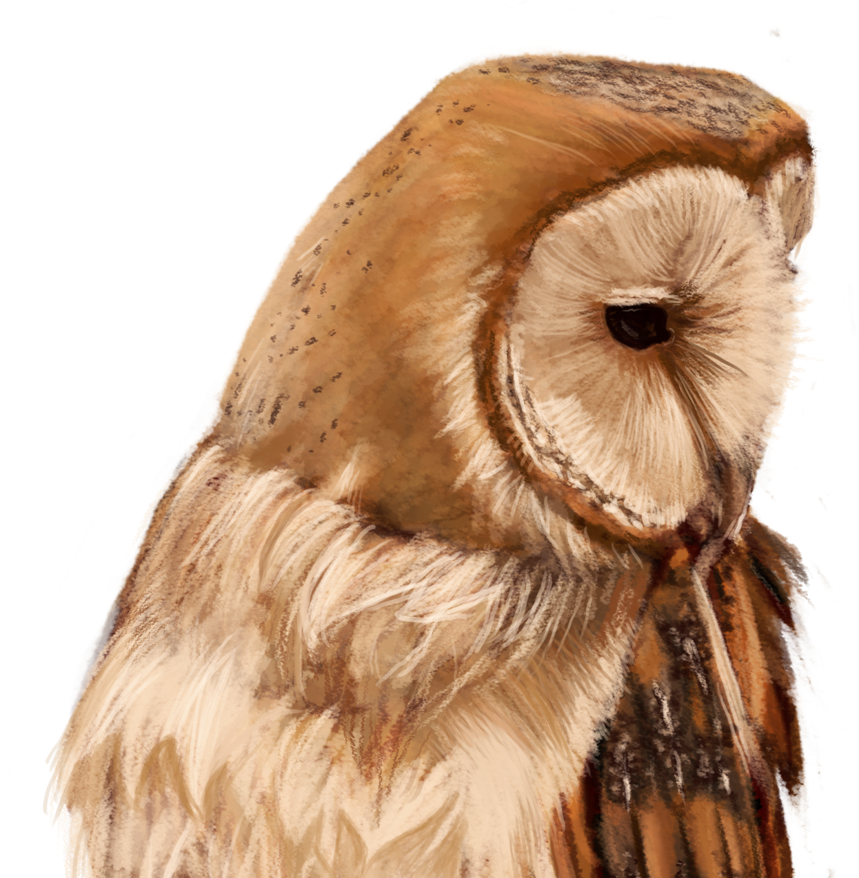 Screech Owl (1628x1273), Png Download