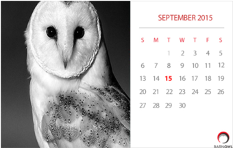 Calvendo Owls (wall Calendar 2018 Din A3 Landscape) (595x215), Png Download