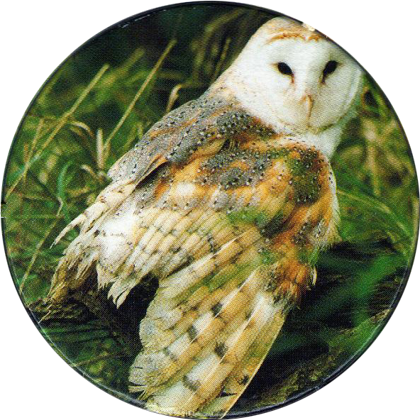 Cadbury Birds Of Prey Flip Em's 04 Barn Owl - Bird Of Prey (600x600), Png Download