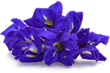 Butterfly Pea - Butterfly Pea Flower Png (440x291), Png Download