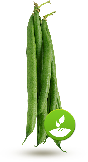 Bean 1496066775 - Haricot Vert Hd Png (310x540), Png Download