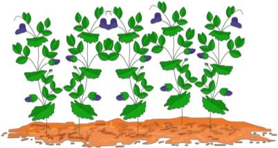 Jpg Library Free On Dumielauxepices Net - Clipart Of Pea Plant (420x286), Png Download