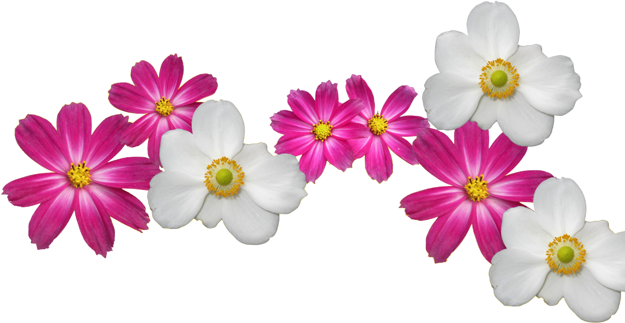Transparent Flower Crown Png - Pearl Farm Food Menu (1280x800), Png Download