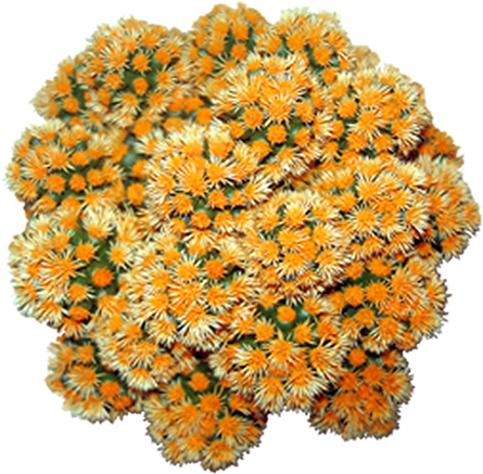 Common Zinnia (450x450), Png Download