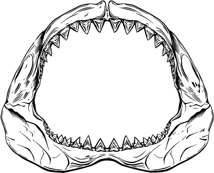 Shark Jaw Drawing At Getdrawings - Shark Jaw Drawing (800x648), Png Download