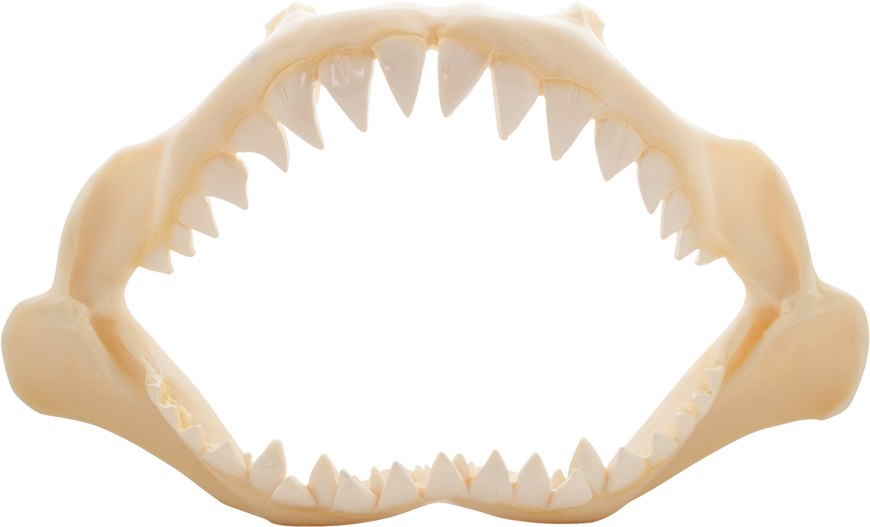 Shark Jaw Polyresin 10" - Shark Jaw Poly Resin 10" (1395x1100), Png Download