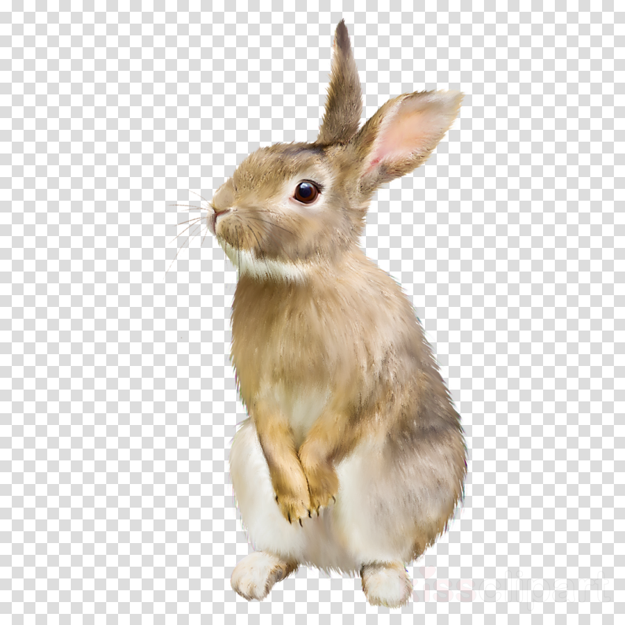 Download Whats Your Bunny Name Clipart Easter Bunny - Animals Blowing Bubble Gum (900x900), Png Download