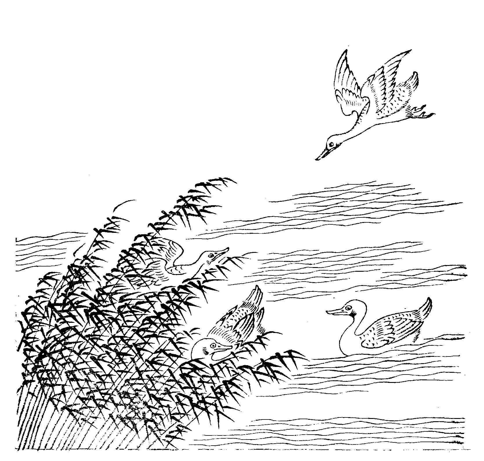 File - Imperial Encyclopaedia - Animal Kingdom - Pic037 - Line Art (1670x1588), Png Download