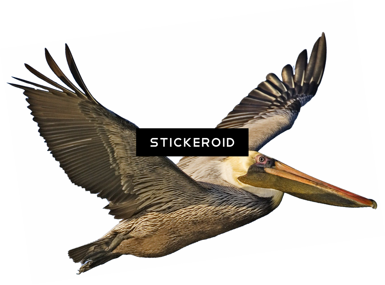 Pelican - Brown Pelican (1233x913), Png Download