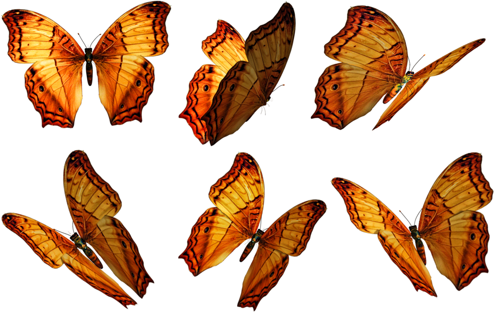 Transparent Butterfly Png (1024x660), Png Download