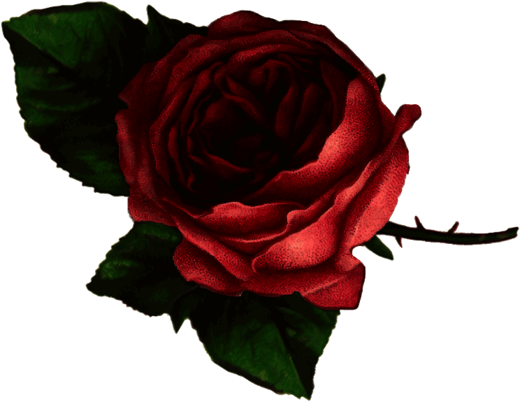 I - Pink Rose Cut Out (900x1001), Png Download