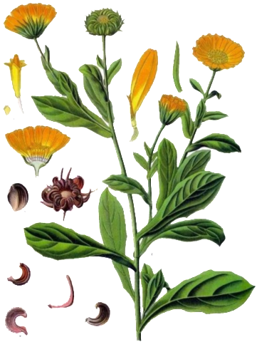 Fresh Small Plant Hand Painted Chrysanthemum Decorative - Calendula Officinalis Botanical (1024x1023), Png Download