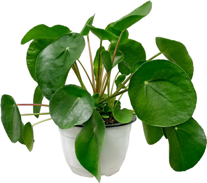 Pilea Peperomioides - Chinese Money Plant (700x800), Png Download