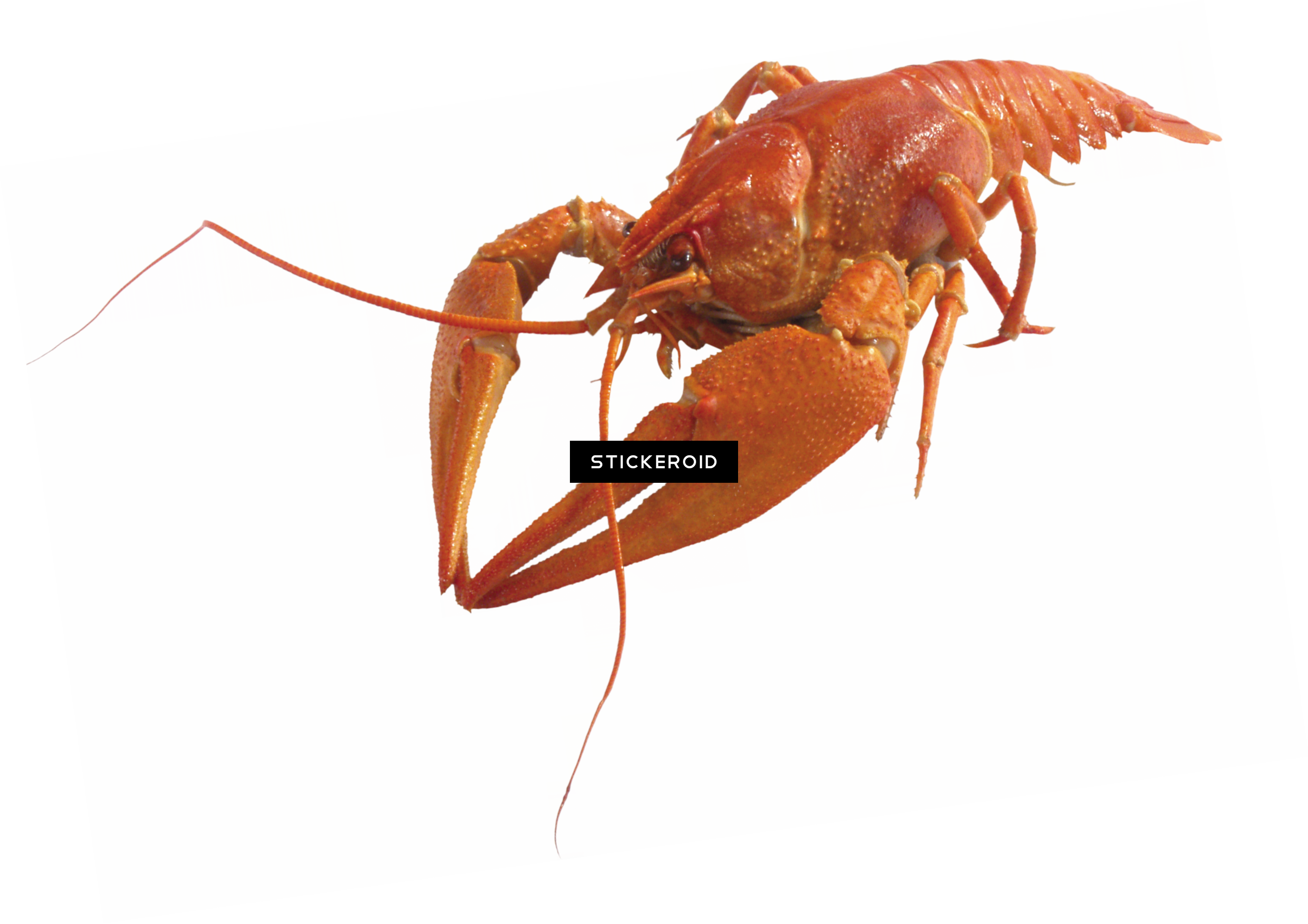 Lobster (2800x1977), Png Download