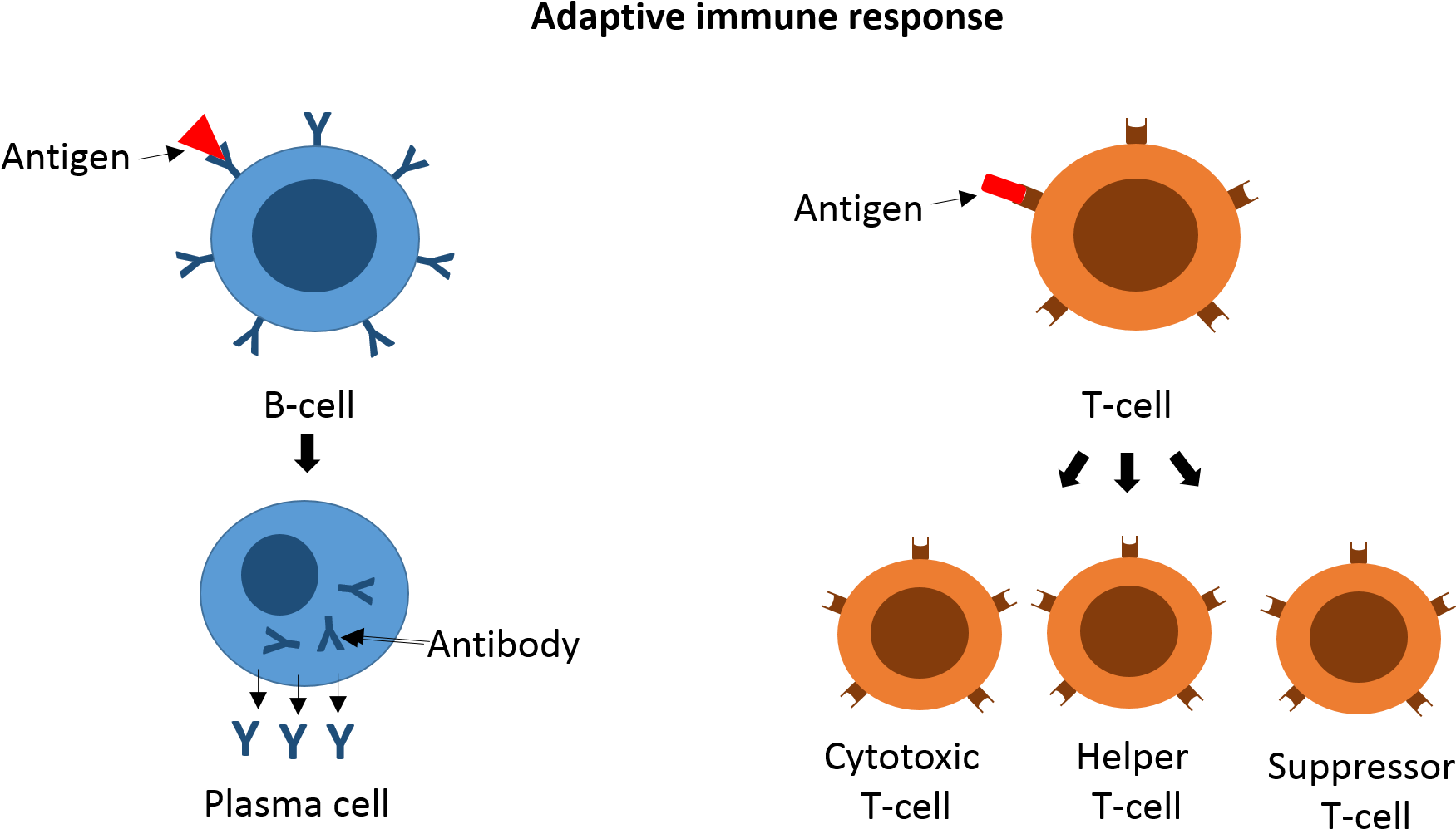 Some Of The B Cells And T Cells Can Develop Into Memory - Circle (1822x1068), Png Download